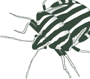 All Clear Pest Control Solutions